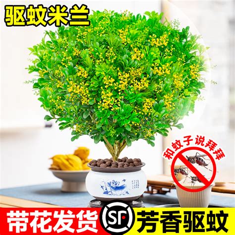 米蘭 植物